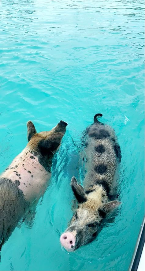 Pigs In Bahamas, Bahamas Pig Beach, Pig Island Bahamas, Pig Swimming, Hip Aesthetic, Swimming Pigs Bahamas, Pig Beach Bahamas, Bahamas Pigs, Bahamas Aesthetic