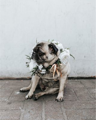 Monday morning feels... You're welcome 😍😭 . Photography | @theevokecompany Flowers | @clementineposy . #Mondaymood #cute #cuteoverload #dogsatweddings #mondaymotivation #dogbridesmaid #weddingpup #instagramdogs #weddingdogcollar #petsatweddings #weddingdog #flowercollar #dogwedding #magic_shots #clickclick #bestdog #instawedding #weddinggoals Pug Wedding Cake, Pug Wedding, Dog Proposal, Puppy Wedding, Wedding Dogs, Dog Wedding Outfits, Dog Cake Topper Wedding, Wedding Tools, Photos With Dog