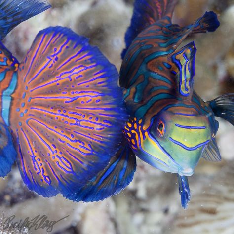 https://flic.kr/p/oUqJ4n | I have a big fin, in your face | This is some of the most interesting nature photography I have done in a long time. We went out to see the mandarin fish, Synchiropus splendidus, mating. This happens most evenings at a site called lighthouse, off Malapascua island, Philippines. Like in similar sites in other locations, this is a protected bay with lots of coral rubble and sometimes dead and algae overgrown thick finger corals. That’s where the mandarin fish hide. A... Malapascua Island, Mandarin Fish, Natural Selection, Into The Water, Male Poses, Underwater Photography, The Winner, Life Photography, Marine Life