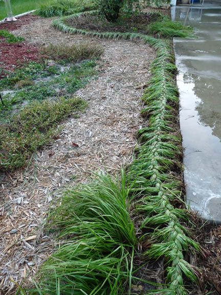 Vetiver Grass Landscaping, Grass Braiding, Sweet Grass Braid, Braided Ornamental Grasses, Braiding Ornamental Grasses, Grass Installation, Grasses Landscaping, Grasses Garden, Garden Animals