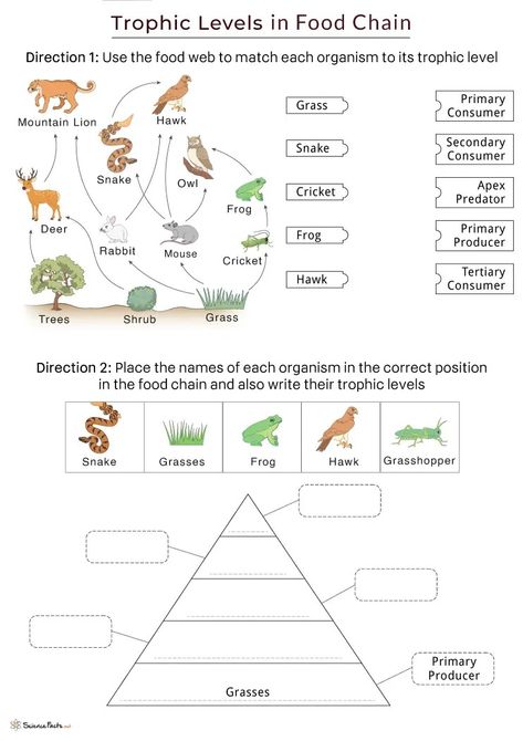 Food-Chain-Trophic-Levels-Worksheet-with-Answers.webp (742×1050) Producers Consumers Decomposers, Food Chain Worksheet, Trophic Level, Science Projects For Kids, Food Chain, Science Lessons, Science Projects, Projects For Kids, Science