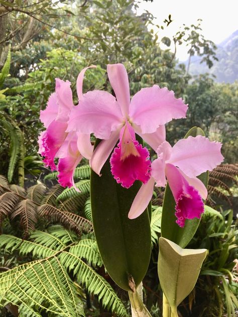 Cattleya Orchids, Rare Orchids, Cattleya Orchid, Exotic Orchids, Unusual Flowers, Orchid Plants, Beautiful Orchids, Orchid Flower, Pretty Flowers