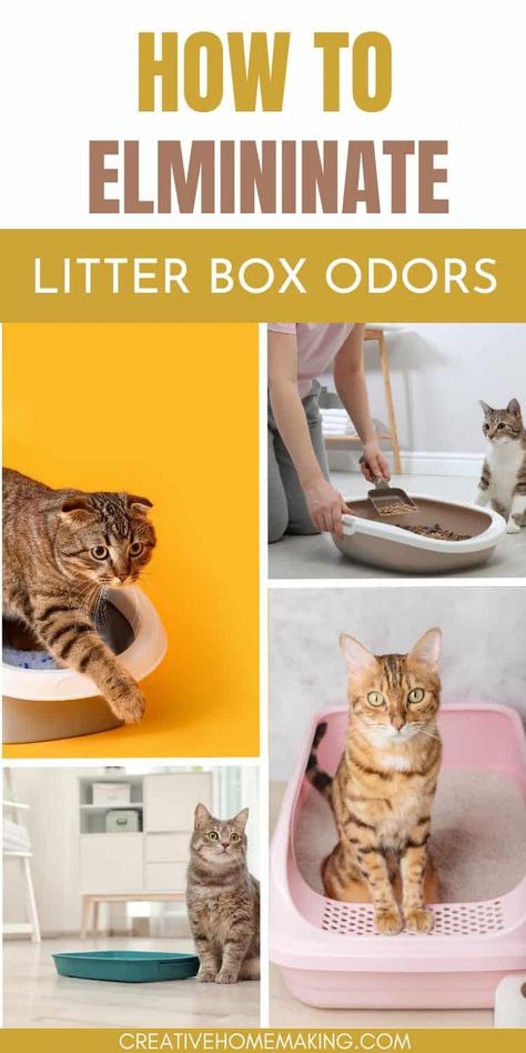 Say goodbye to unpleasant litter box odors with these simple yet powerful strategies. Learn how to select odor-fighting litter, maintain a clean litter box, and incorporate natural odor eliminators to create a welcoming space for both you and your cat. Cat Odor Eliminator, Litter Box Smell, Litter Box Covers, Cleaning Litter Box, Pet Odor Eliminator, Toxic Cleaning Products, Diy Cleaning Solution, Cat Odor, Cat Urine