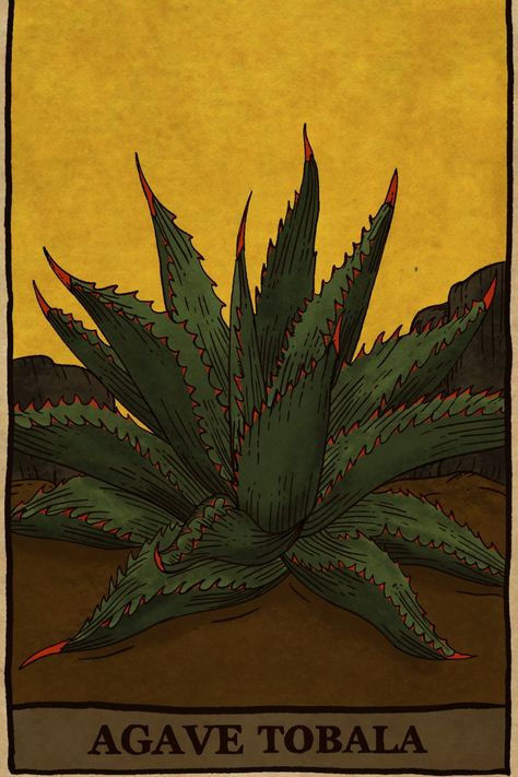 Agave Plant Illustration, Agave Plant Tattoo, Agave Tattoo, Agave Art, Tequila Agave, American Traditional Tattoos, Plant Tattoo, Semester 2, Agave Plant