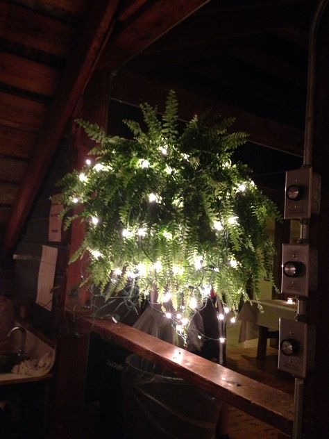 Boston fern lit with Christmas lights. Simple and elegant! Christmas Fern Decor, Christmas Fern, Fern Wedding, Plant Friends, Boston Fern, String Lights Wedding, Garden Indoor, Garden Christmas, Gorgeous Flowers