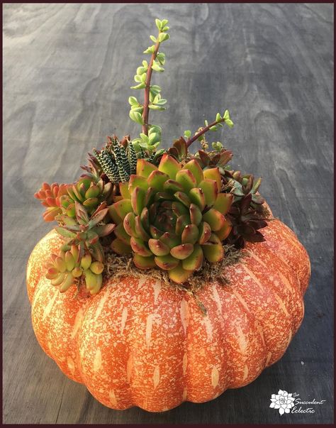 DIY Succulent Pumpkin - No Carve, No Glue, Lasts for Months! | The Succulent Eclectic Pumpkin Succulent Centerpiece, Centerpiece Fall Wedding, Pumpkin Fall Wedding, Low Maintenance Garden Design, Diy Christmas Ball, Succulent Centerpiece, Succulent Pumpkin, Succulent Cuttings, Succulent Centerpieces