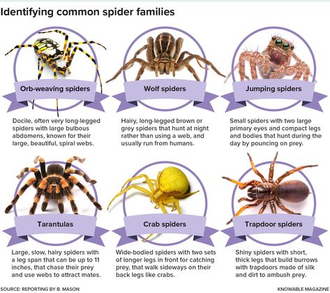 Spider guide Spider Identification Chart, Spider Facts, Spider Chart, Spider Identification, Common Spiders, Spider Fact, Amazing Insects, Crab Spider, Spider Species