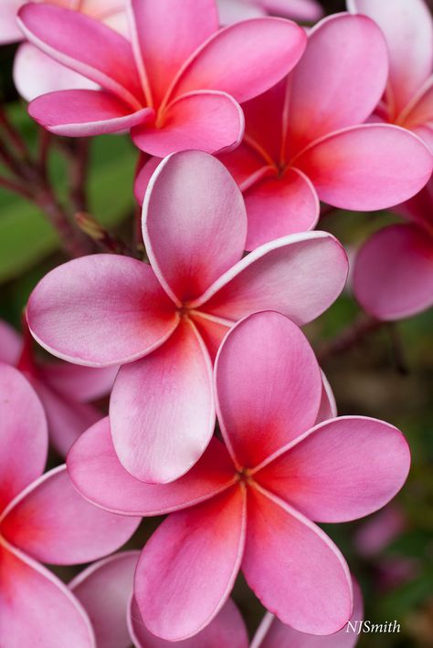 Explore Pic_share9's photos on Flickr. Pic_share9 has uploaded 555 photos to Flickr. Pink Plumeria, Tropical Trend, Hawaii Aesthetic, Fleur Orange, Plumeria Flowers, Trend 2024, Wedding 2025, The Secret Garden, Sketch Ideas