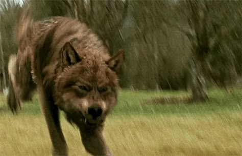 Jacob Wolf, Twilight Wolves, Twilight Wolf Pack, Wolf Gif, Jacob Black Twilight, Twilight Jacob, Supernatural Angels, Twilight Wolf, Twilight Saga New Moon