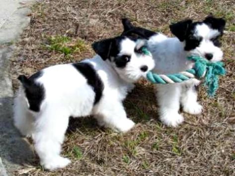 Miniature Schnauzer Black, White Miniature Schnauzer, Schnauzer Breed, Mini Schnauzer Puppies, Schnauzer Puppies, Miniature Schnauzer Puppies, Schnauzer Puppy, Popular Dog Breeds, Most Popular Dog Breeds