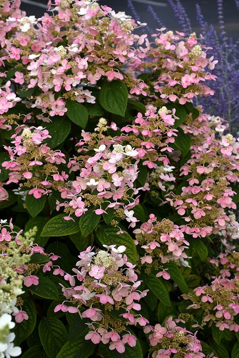 Quick Fire Hydrangea, Dundas Ontario, Tattoo Plant, Panicle Hydrangea, Garden Centers, Hydrangea Paniculata, Plant Tattoo, Landscape Garden, Flowering Shrubs