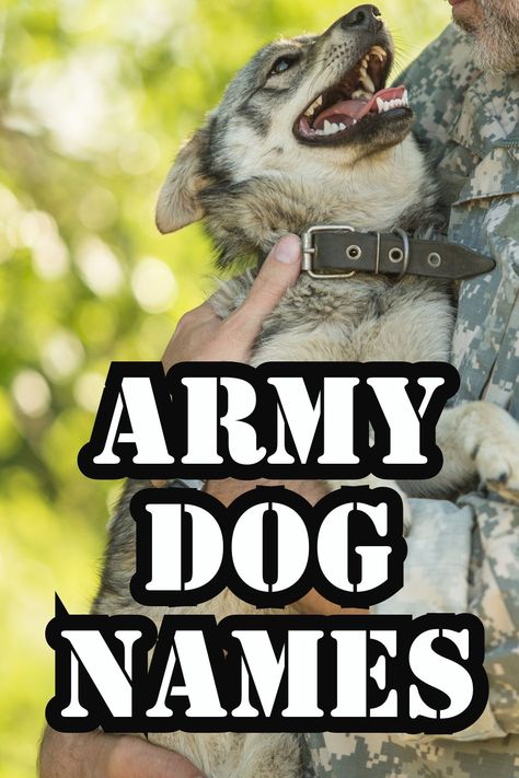 Marvel Dog Names, Dog Names After Characters, Police Dog Names, Name Dog Boy, Hunting Dog Names, Tough Dog Names, Werewolf Name, Army Dogs, K9 Dogs