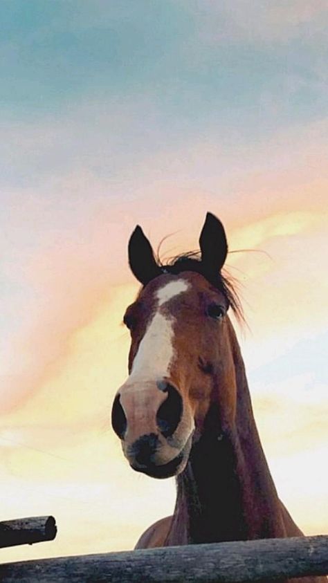 Equitation Aesthetic, Horse Background, Cute Horse Pictures, Western Wallpaper Iphone, Barrel Horse, Horse Wallpaper, Horse Aesthetic, Trending Pins, Cute Horses