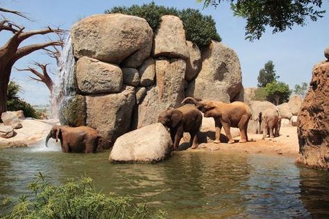 Planet Zoo Elephant Habitat, Elephant Habitat, Zoo Games, Elephant Zoo, Zoo Boo, Planet Zoo Exhibit, Planet Zoo Lemur Habitat, City Zoo, Public Aquarium