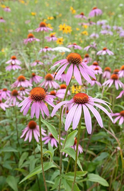 Healthcare Artwork, Blooms All Summer, Courtyard Landscaping, Prairie Flower, Paint Inspo, Painting Flowers Tutorial, Plant Wishlist, Herb Gardens, Inspiration Nature