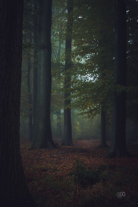 Some photos I shot in northern Germany mostly in the early hours. Dandelion Pictures, Dark Wood Background, Dark Naturalism, Dark Green Aesthetic, Dark Paradise, Into The Woods, Wood Background, Samhain, Dark Forest