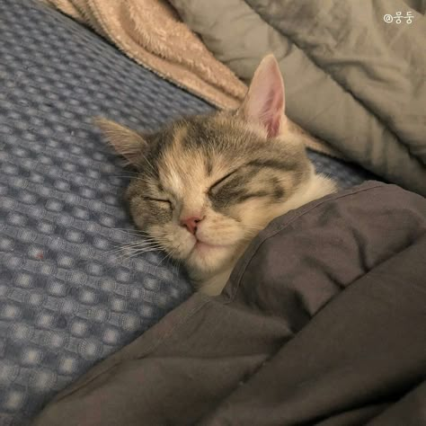 Cat Sleeping In Bed, Sleepy Cats, Hate Cats, Aesthetic Cats, Cats Photos, Cute Little Kittens, Cute Cats Photos, Cute Kitties, Dogs Cute