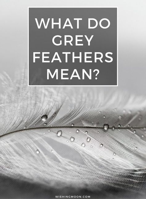 What Do Grey Feathers Mean Gray Feather Meaning, Grey Feather Meaning, Bird Symbolism, Smudge Feathers, Finding Feathers, Grey Feathers, Feather Tattoo Meaning, Feather Meaning, Feather With Birds Tattoo