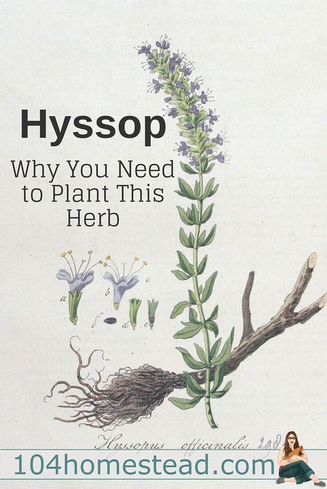 Hyssop: Why You Need to Make Some Space for This Herb Hyssopus Officinalis, Pictures Of Plants, Medicinal Herbs Garden, Gardening Herbs, Types Of Herbs, Vertical Herb Garden, Herbs Garden, Garden Herbs, Herbal Apothecary