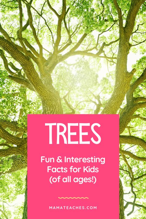 Fun Facts About Trees for Kids of All Ages - Mama Teaches Parts Of A Tree Activity, Forest Facts, Fun Facts About Fall, Facts About Trees, Tree Facts, Fall Homeschool, Jewish Preschool, Trees For Kids, About Trees