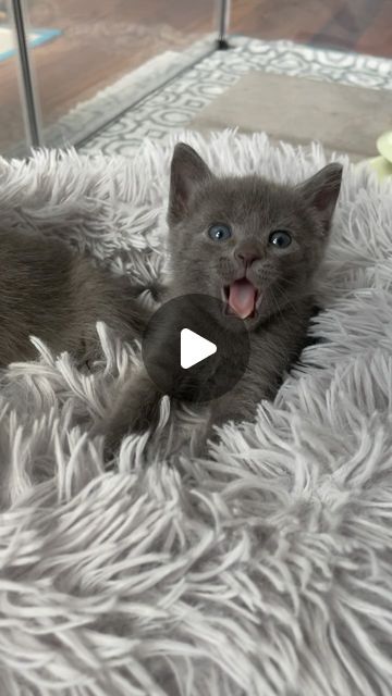 Crochet Cats And Kittens, Happy Kittens, Cutest Kittens Ever, Happy Kitten, Cat Stairs, How To Make Biscuits, Cutest Cat, Foster Kittens, Kitten Love