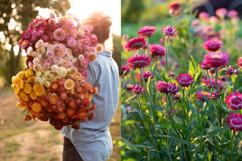 Flower Combos, Cut Garden, Growing Cut Flowers, Flower Farming, Succession Planting, Future Garden, Garden Design Layout, Flower Business, Cut Flower Garden