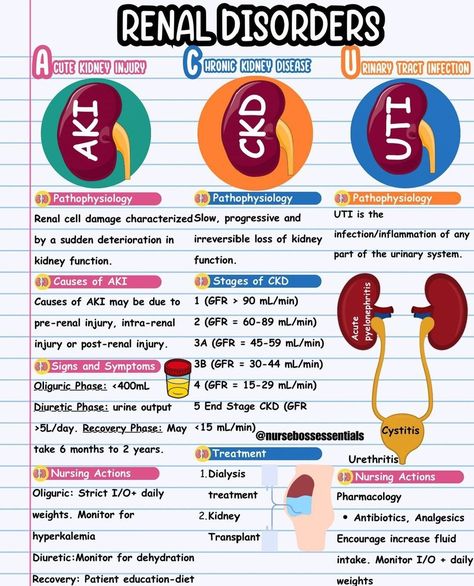 X Renal Disorders Nursing, Renal Nursing, Kidneys Nursing, Kidney Anatomy, Health Notes, Nursing School Inspiration, Medical Notes, Medical Nursing, Nursing School Essential