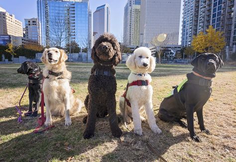 Poodle Service Dog, Service Dog Breeds, Best Hypoallergenic Dogs, Service Dogs Breeds, Golden Retriever Training, Psychiatric Service Dog, Therapeutic Recreation, Detection Dogs, Service Dogs Gear