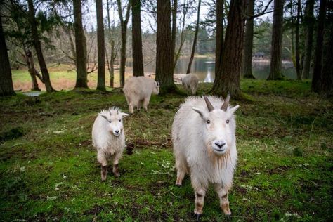 Wild Drive - Northwest Trek Roosevelt Elk, Car Book, Small Caravans, Wildlife Park, Mountain Goat, Animal Habitats, Walking Tour, Pacific Northwest, North West