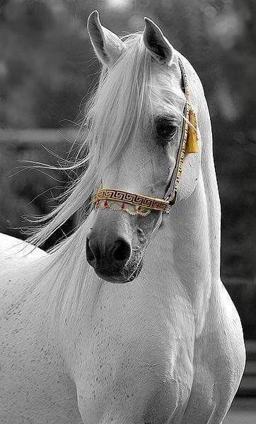 Arabic Horse, Stallion Horses, Beautiful Arabian Horses, Horse Wallpaper, Most Beautiful Horses, All The Pretty Horses, Horse Drawings, Horse Jumping, Cute Horses