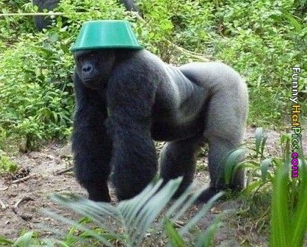 Gorilla with funny hat Zoo Animal Party, Silverback Gorilla, Monkey Pictures, Monkeys Funny, Cute Monkey, 웃긴 사진, Silly Animals, Funny Reaction Pictures, Primates