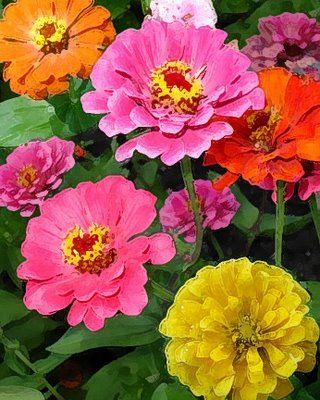 Zinnias Zenia Flower, Zinnia Arrangements, Flower Zinnia, Zinnia Garden, Zinnia Flower, Doodle Art Flowers, Zinnia Flowers, Cottage Garden Plants, Flower Sculptures