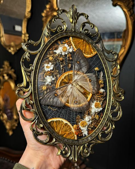 This frame has quickly become the most requested commission piece 😂 I will try to make a couple for the website update later in April and hopefully have one or something similar available this weekend for the show! Ghostly Silk moth, preserved orb weaver web, dried orange slices, and dried florals in a vintage frame. Bug Pinning, Silk Moth, Oddities Decor, Orb Weaver, Taxidermy Display, Insect Taxidermy, Bug Art, Dried Florals, Dark Home Decor