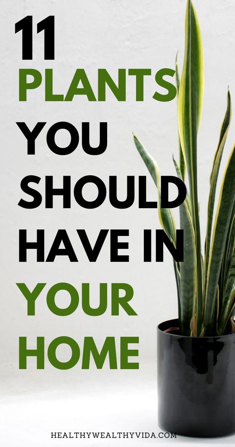 Best Plants For House, Healthy Indoor Plants, Top House Plants, Great House Plants, Plants At Home Decor, Best Indoor House Plants, Best Room Plants, Best Plant For Living Room, Best Inside Plants