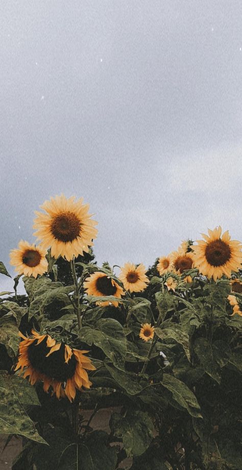 Sunflower Asthetic Picture, Neutral Esthetics, Asthetic Wallper, Idk Aesthetic, September Mood, Plants Are Friends, Gustave Dore, Beautiful Art Paintings, Sunflower Wallpaper