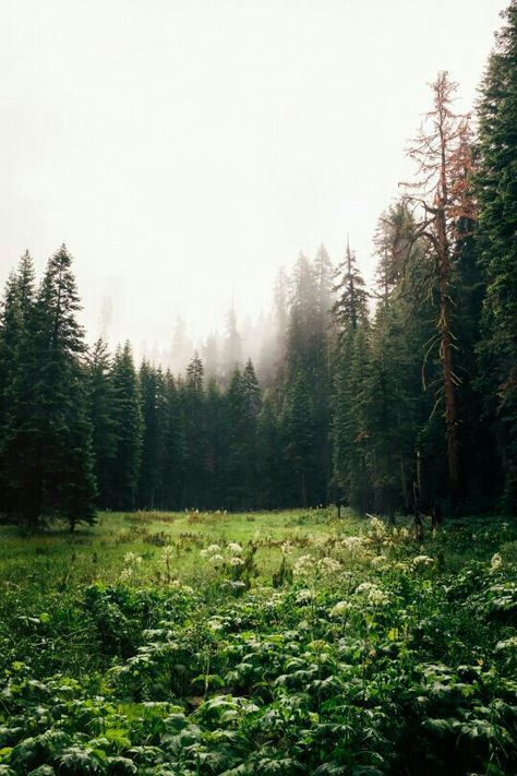 Sequoia Forest, Photos Black And White, Urban Exploring, Green Ideas, Hidden Valley, Landscape Designs, Wild Bird, Tall Trees, Forest Photography