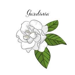 Gardina Flowers, Gardenia Tattoo, Gardenia Plant, Gardenia Flower, Cute Easy Doodles, Dope Tattoos For Women, Tattoo Font, Sunflower Tattoo, Flower Logo