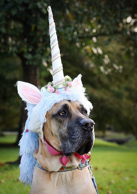 Lol he doesn't seem to fond of it Great Dane Costume, Dogs In Costumes, Animals In Costumes, I Am A Unicorn, Dane Puppies, The Great Dane, Great Dane Dogs, Dog Halloween Costumes, Great Danes