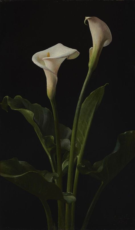 White Calla Lilies, Arum Lily, Lily Painting, Ornamental Tattoo, Flower Therapy, Calla Lilies, Arte Floral, Lily Flower, Calla Lily