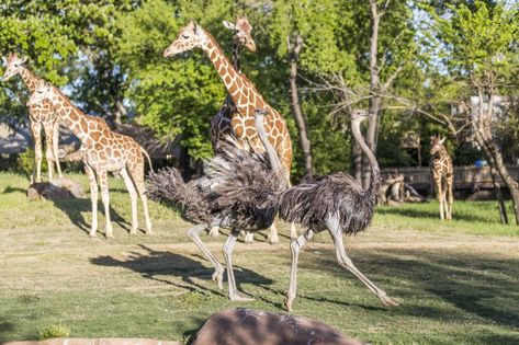 Best Zoos In The Us, Giraffe Feeding, Fort Worth Zoo, Houston Zoo, Best Travel Insurance, Cheyenne Mountain, Cincinnati Zoo, Animal Conservation, Wildlife Park