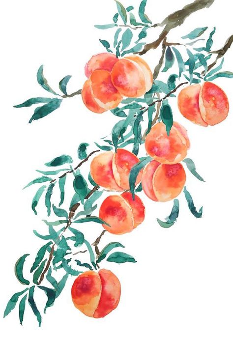 Peach Paint, Peach Watercolor, Peach Art, Watercolor Paintings For Beginners, Watercolor Fruit, Summer Painting, Watercolor Stickers, Watercolor Ideas, Watercolor Flower Art