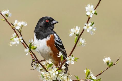 Bird Ideas, Sharp Shinned Hawk, Small Lizards, Song Sparrow, White Wings, How To Attract Hummingbirds, Attract Butterflies, Backyard Birds, Birdwatching