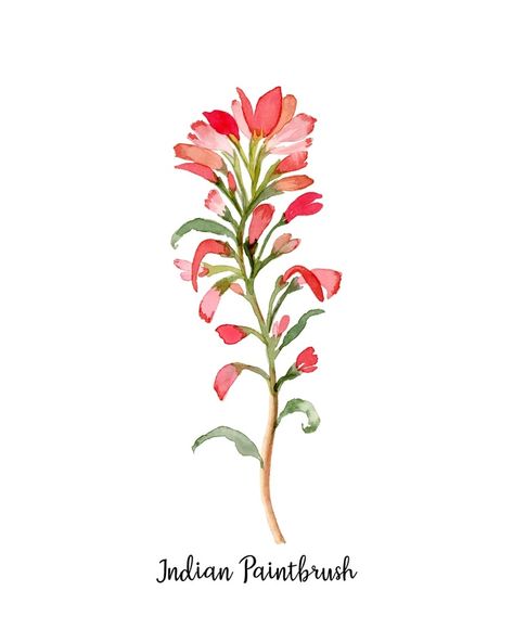 Teuila Flower Tattoo, Fine Line Indian Paintbrush Tattoo, Indian Paintbrush Wallpaper, Indian Paintbrush Illustration, Indian Paint Brush Flower Drawing, Paintbrush Flower, Watercolor Indian Paintbrush, Idaho Wildflowers, Texas Flowers