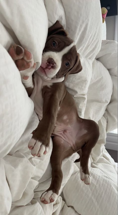 Pit Bulls Puppies, Cute Pitbulls Puppies, Pitbull Dog Cute, Cute Mutts, Pitbulls Cute, Pitbulls Aesthetic, Mini Pitbull, Aesthetic Pitbull, Pitbulls Puppy