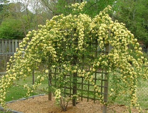 Lady Banks Rose Lady Banks Climbing Roses Trellis, Linden Rose Stallings, Lady Banks Rose Trellis, Yellow Rose Bushes Landscape, Dublin Bay Rose Climbing, Climbing Roses Trellis, Lady Banks Rose, Rose Garden Landscape, Rose Fertilizer