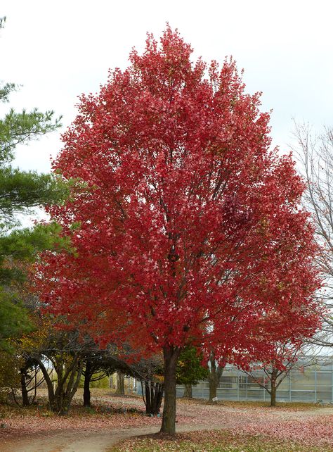 Best Shade Trees, Maple Tree Landscape, Fast Growing Shade Trees, Acer Rubrum, Fast Growing Evergreens, Red Maple Tree, Planting Trees, Pretty Trees, Street Trees