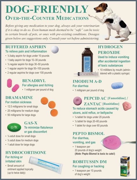 Dog Meds, Pet Medicine, Danny Dog, Meds For Dogs, Dog Medicine, Dog Remedies, Dog Health Tips, Treats Recipes, Feeling Well