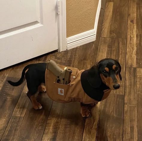 Dog With Guitar, Dump Pictures, Dog Selfie, Funny Dachshund, Weenie Dogs, Dog Halloween Costumes, Silly Dogs, Good Boy, Silly Animals