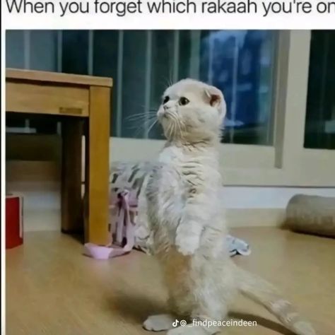 Funniest islamic memes #memes #memesdaily #meme #islamicmemes #islamicmeme #muslimah #muslim Muslim Memes Funny, Islam Meme, Muslim Jokes, Halal Jokes, Muslim Meme, Muslim Memes, Cute Jokes, Random Things, Funny Memes