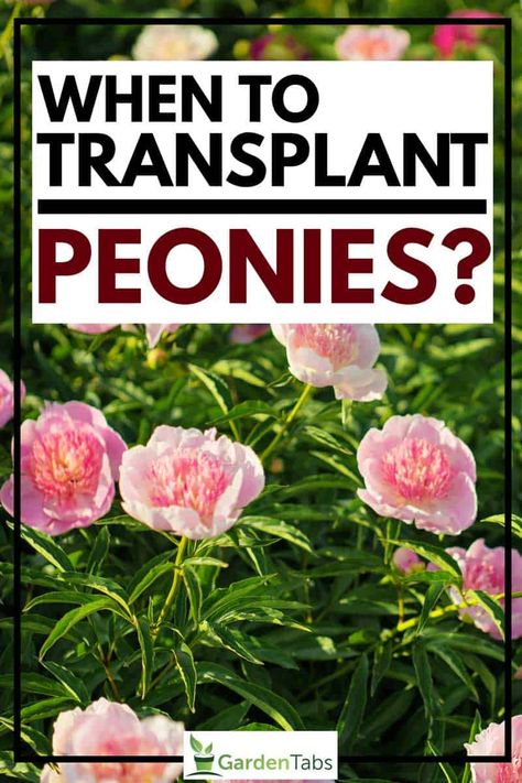 When to Transplant Peonies - GardenTabs.com Peony Care Fall, Transplanting Peonies Fall, Best Time To Transplant Peonies, Peony Planting Tips, Planting Peony Bulbs, When To Plant Peonies, How To Prune Peonies, Splitting Peonies, When To Transplant Peonies